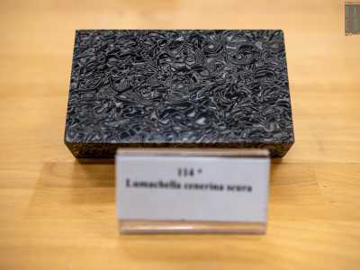 Il pezzo che ci affascina di pi� � per� la lumachella cenerina scura. Il nome deriva proprio dalla lumaca per via della evidente presenza al suo interno di gusci di piccoli organismi. Questi, in contrasto con il nero lucido della matrice, creano un effetto decorativo molto elegante e particolare
